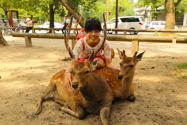 Food and travel guide Nara Park Deer
