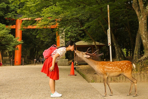 Food and travel guide Nara Park Deer