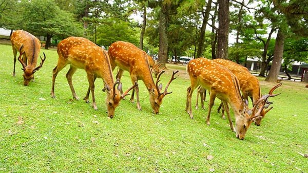 Food and travel guide Nara Park Deer